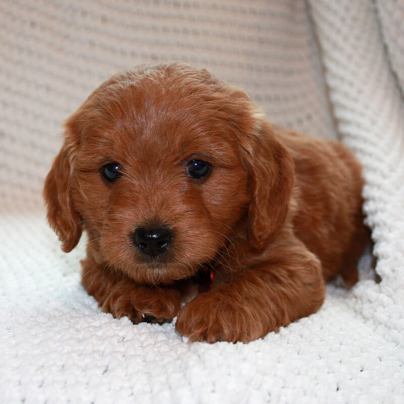 Big Al - Goldendoodle puppy