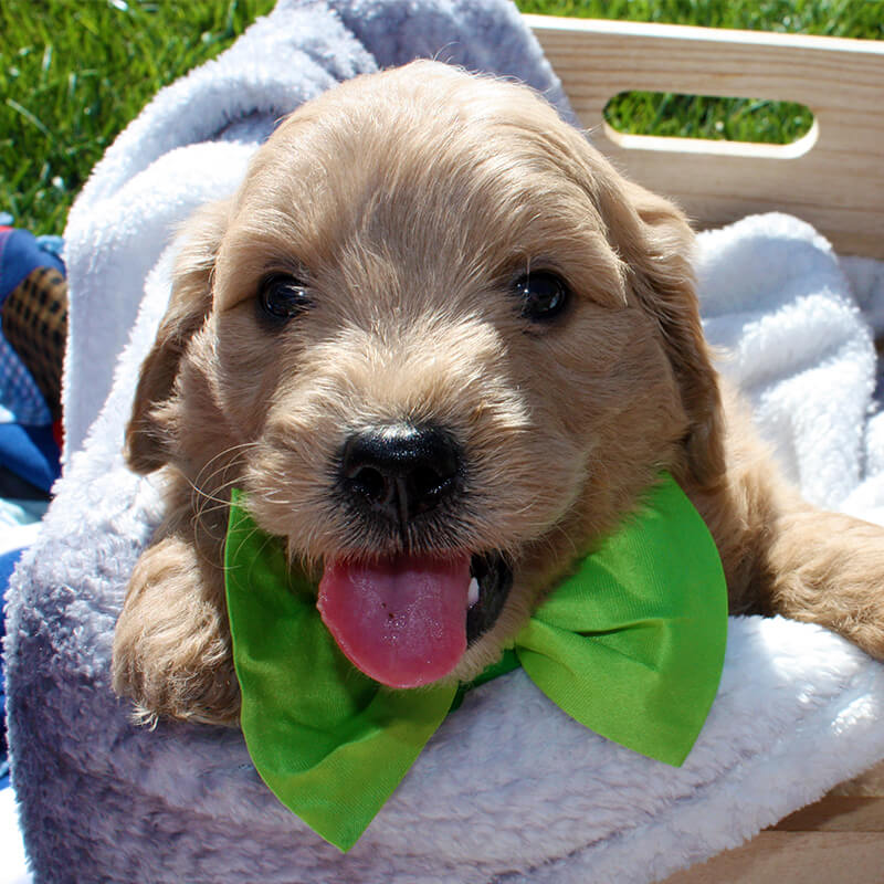 Bruiser - Goldendoodle puppy