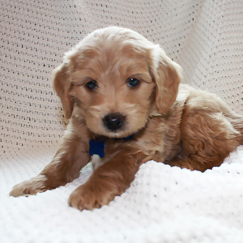 Cosmo - Goldendoodle puppy