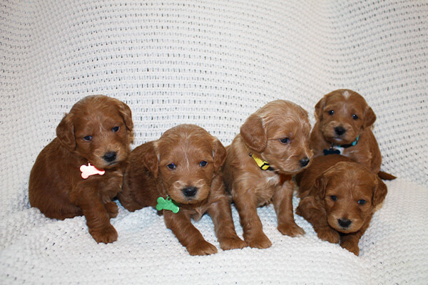 Goldendoodle puppies posing for a photo