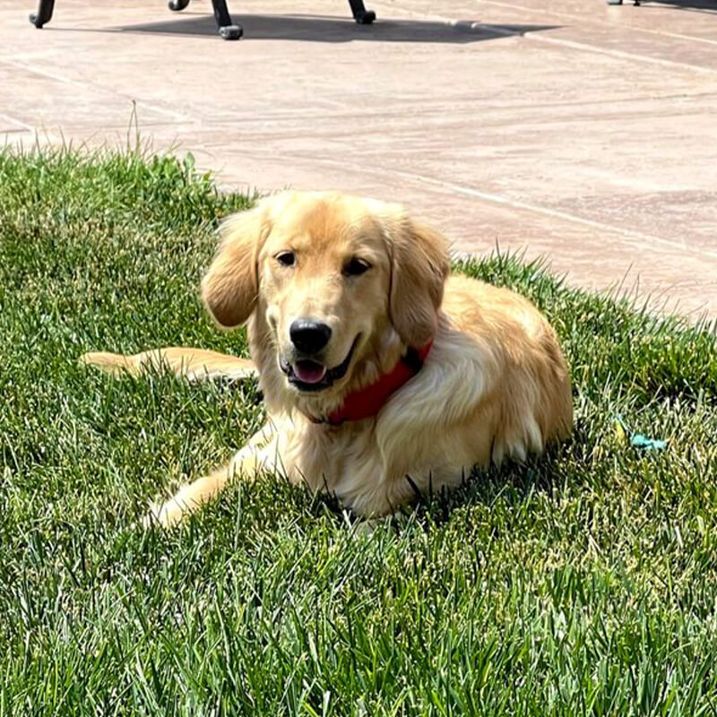 Everest - Goldendoodle dame