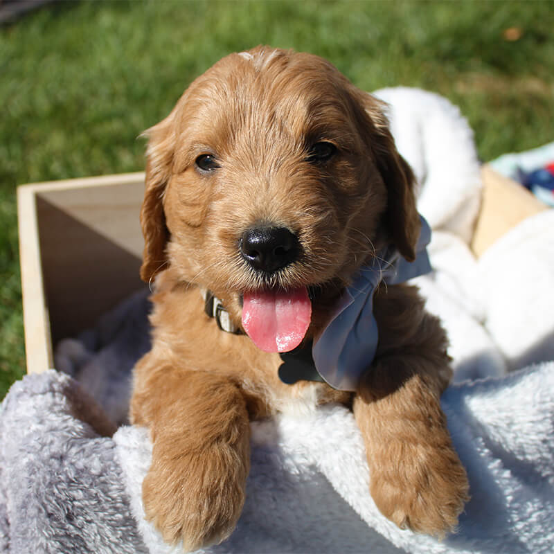 Monte - Goldendoodle puppy