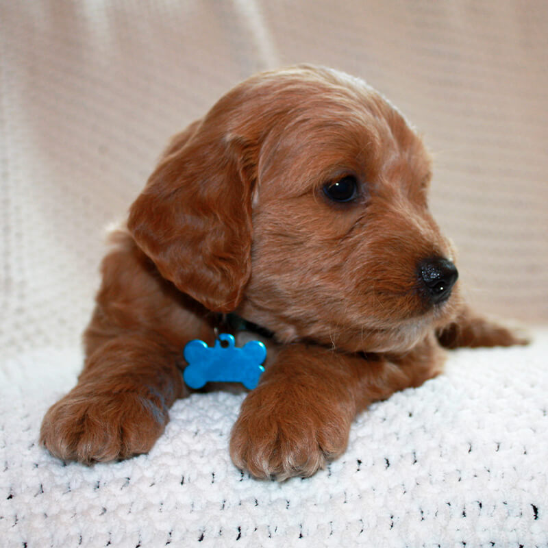 Rebel - Goldendoodle puppy