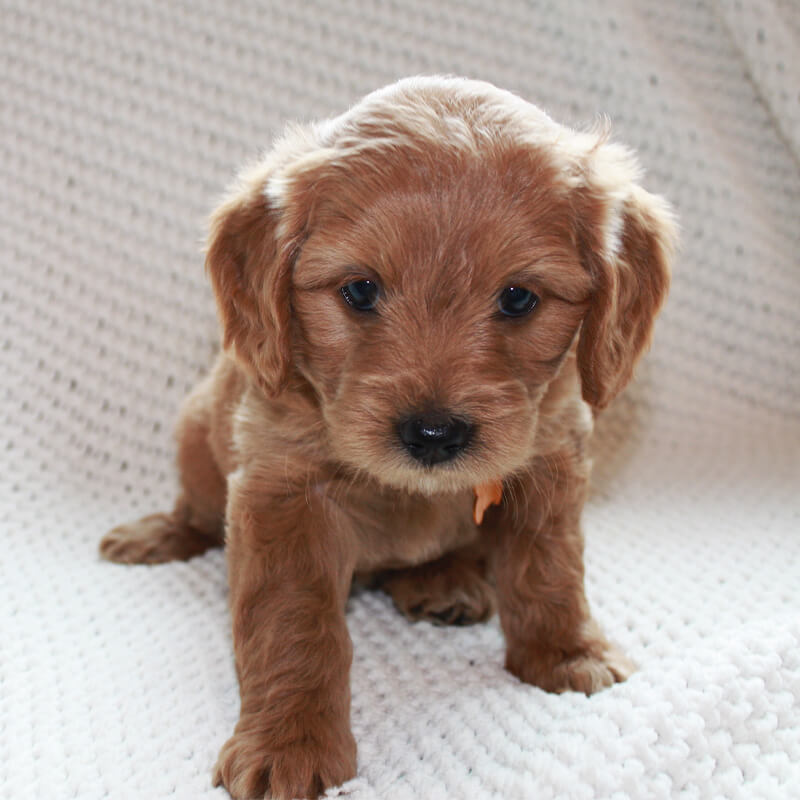 Smokey - Goldendoodle puppy