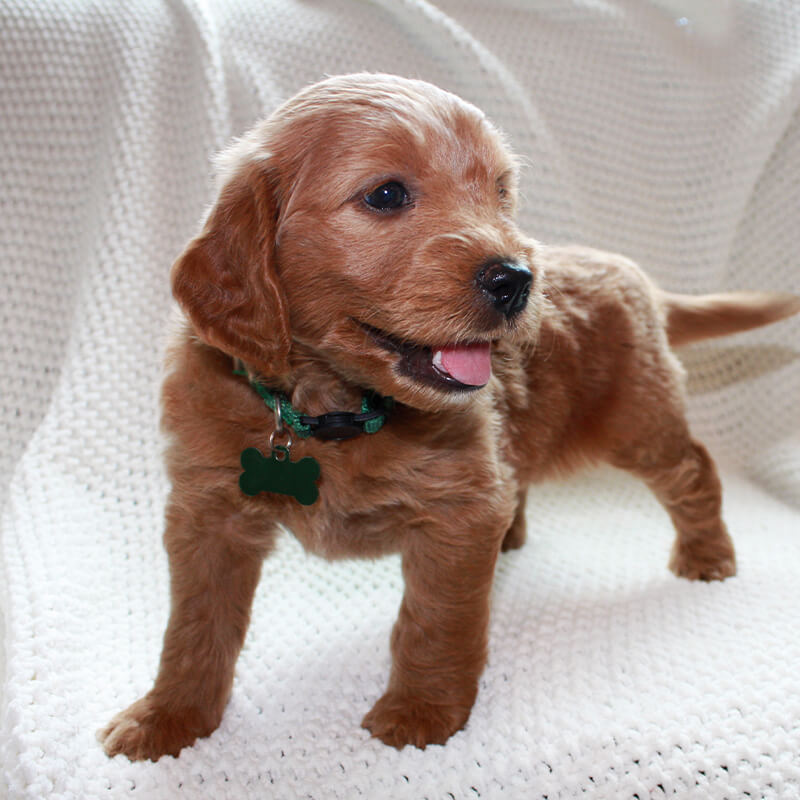 Sparty - Goldendoodle puppy