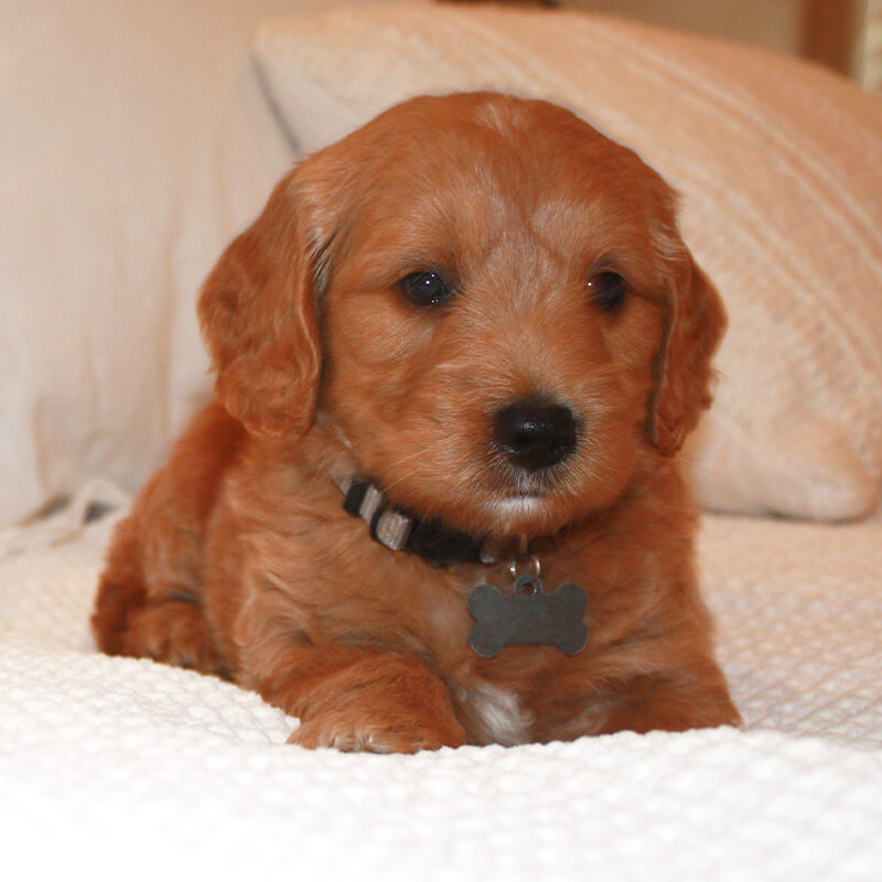 Tusk - Goldendoodle puppy