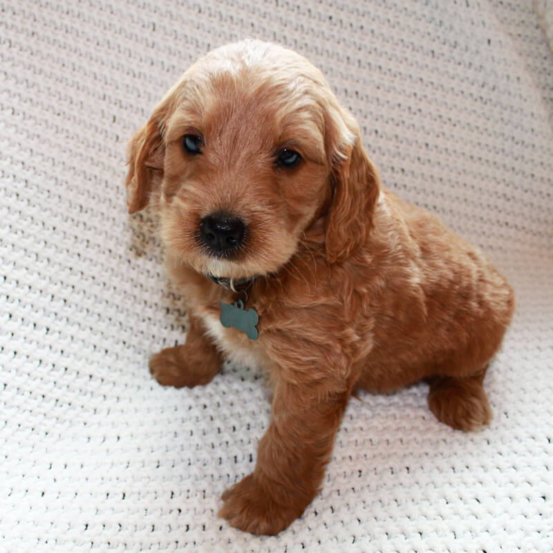 UGA - Goldendoodle puppy